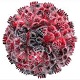 HIV-1 Quantitative RT-PCR